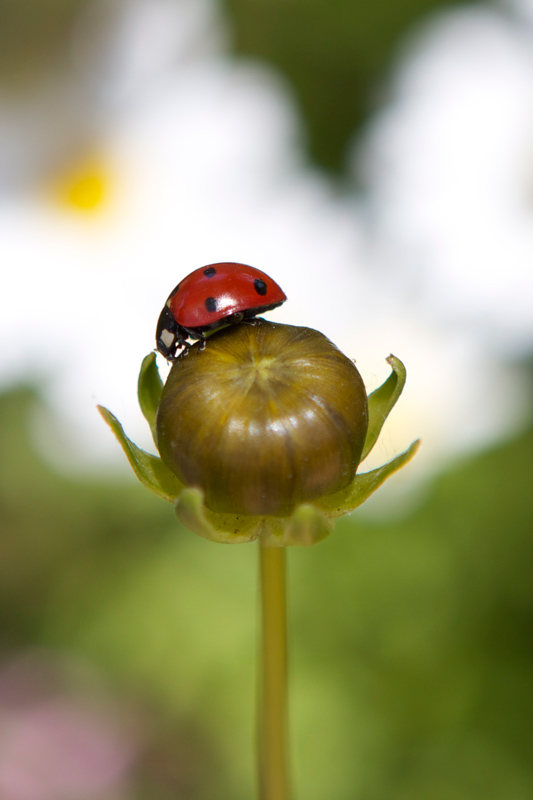 ladybug.jpg