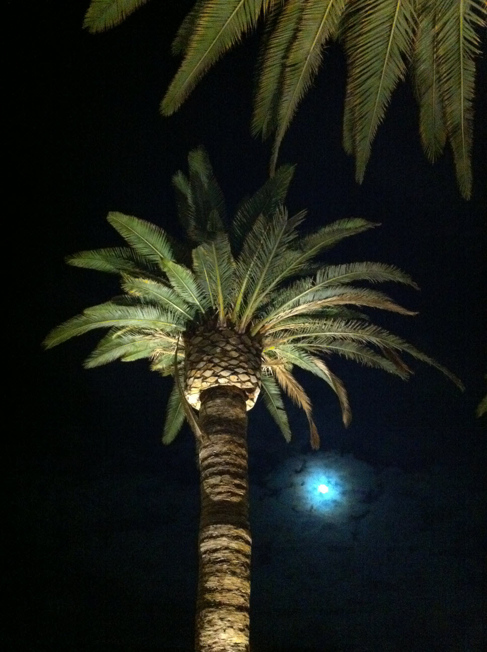 palm_trees_iphone4.jpg