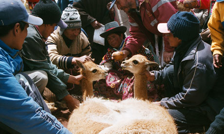 vicunas2.jpg