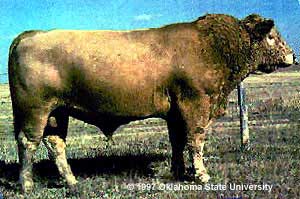 beefalo-web-1.jpg