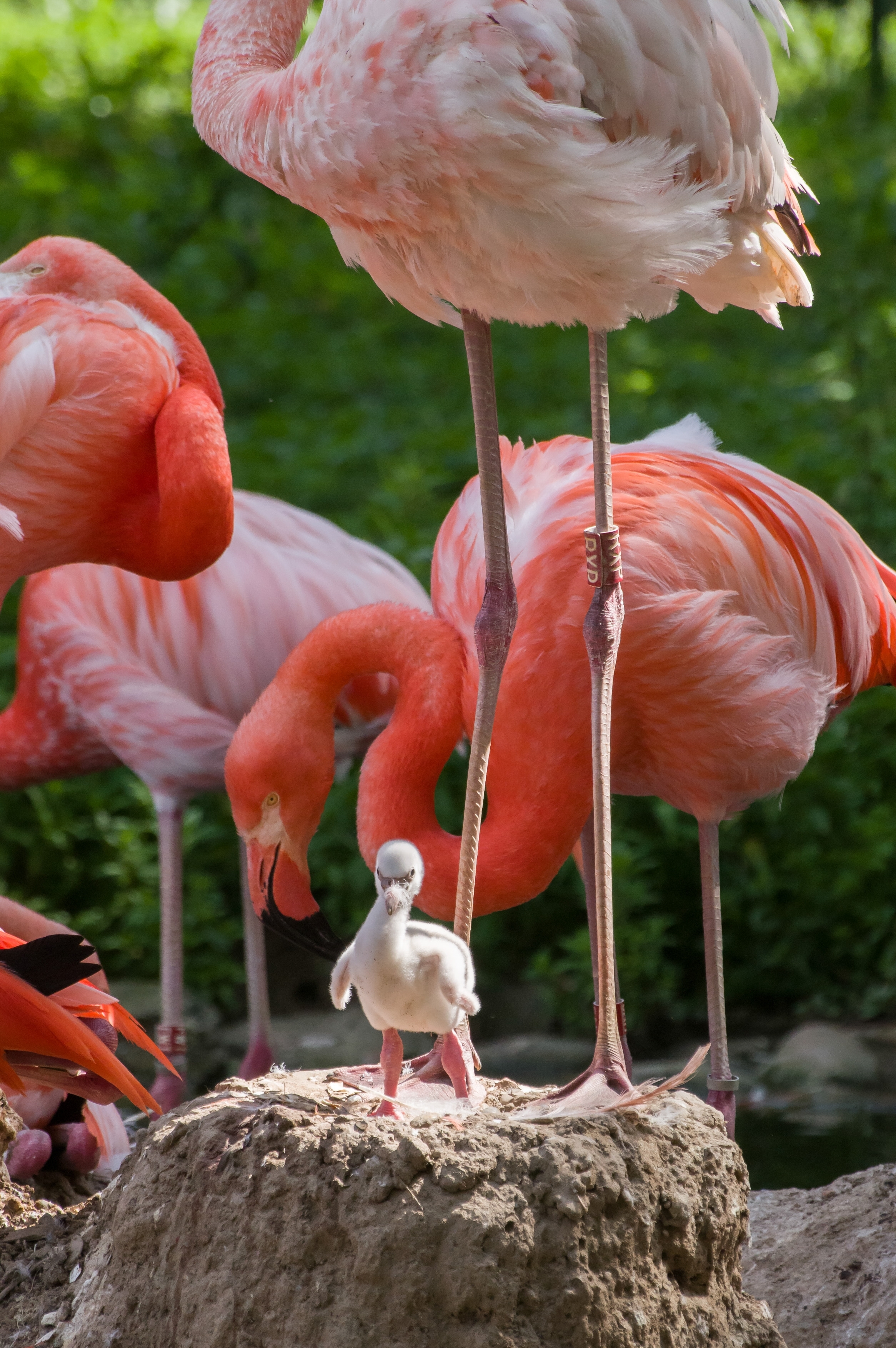 Flamingo_Zoo.jpg