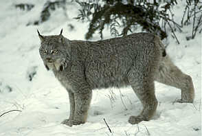 lynx.jpg