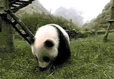 tumblr_lgj6e5P0En1qgadb8o1_250.gif