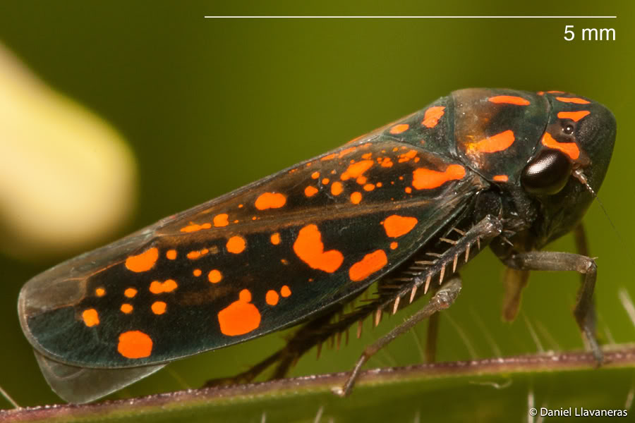Cicadellidae.jpg