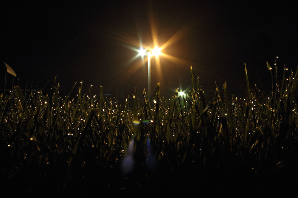 Grassatnight.jpg