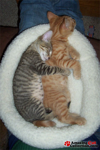 spooning-kittens.jpg