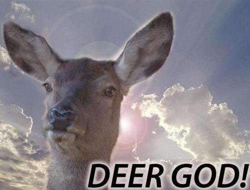 Deer_2ddf6b_2141266.jpg