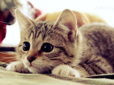 cutecat.jpg
