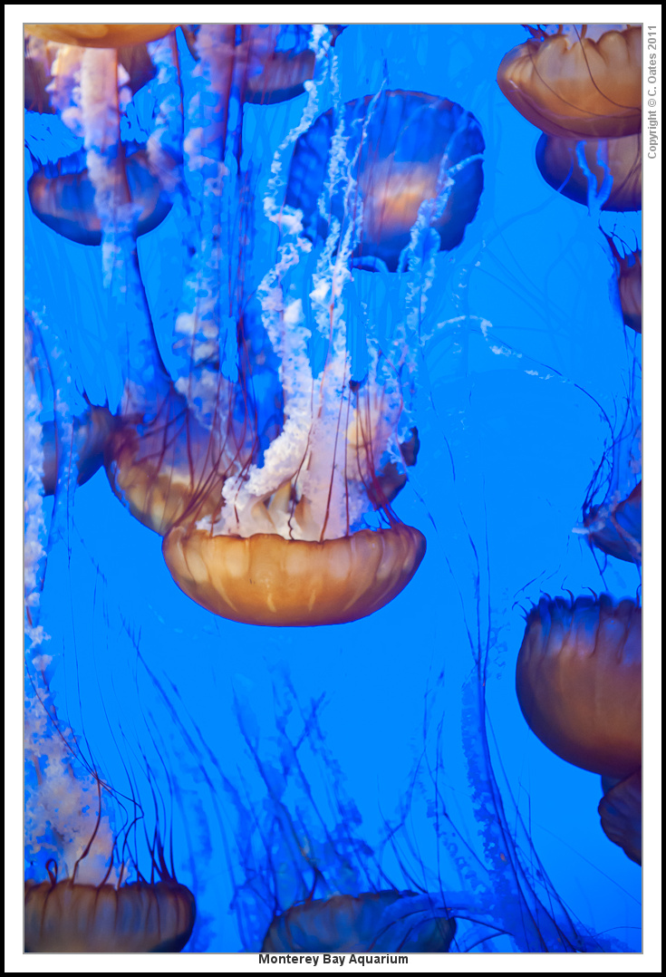 Monterey+Bay+Aquarium-8037.jpg