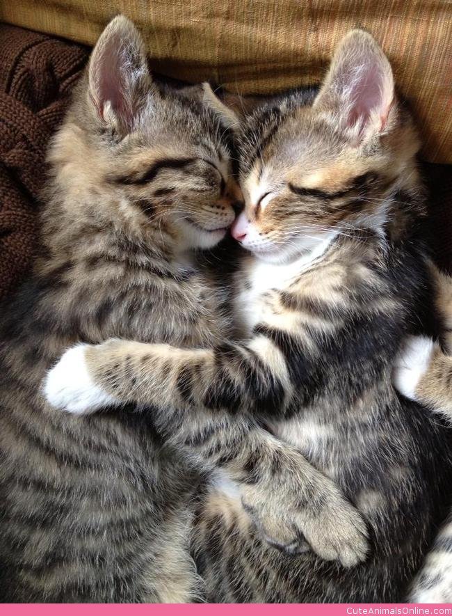 kitten-hugs.jpeg