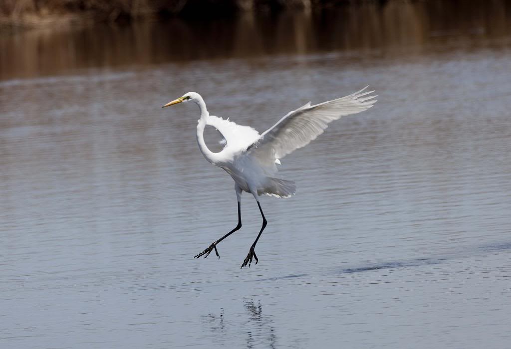 egret2a_zpsf3fa7d10.jpg
