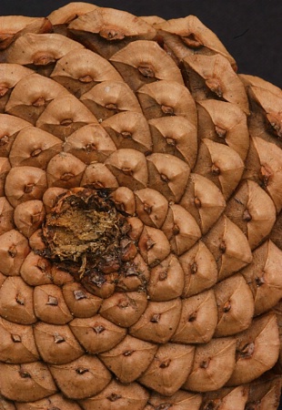 pinecone4.jpg
