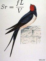 swallow%20copy.jpg