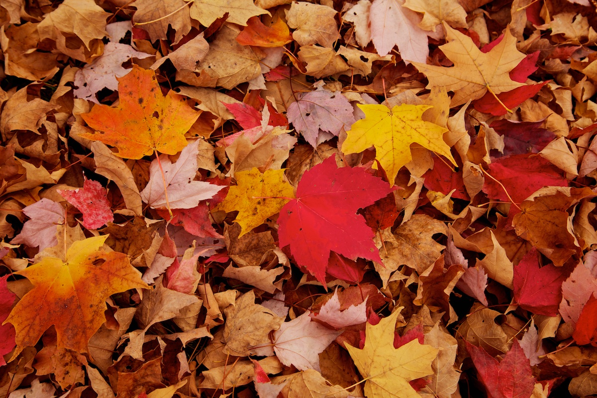bostonautumn20121024560.jpg