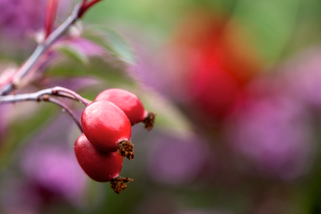 rosaglauca2.jpg