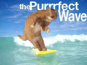 cat_surfing.gif