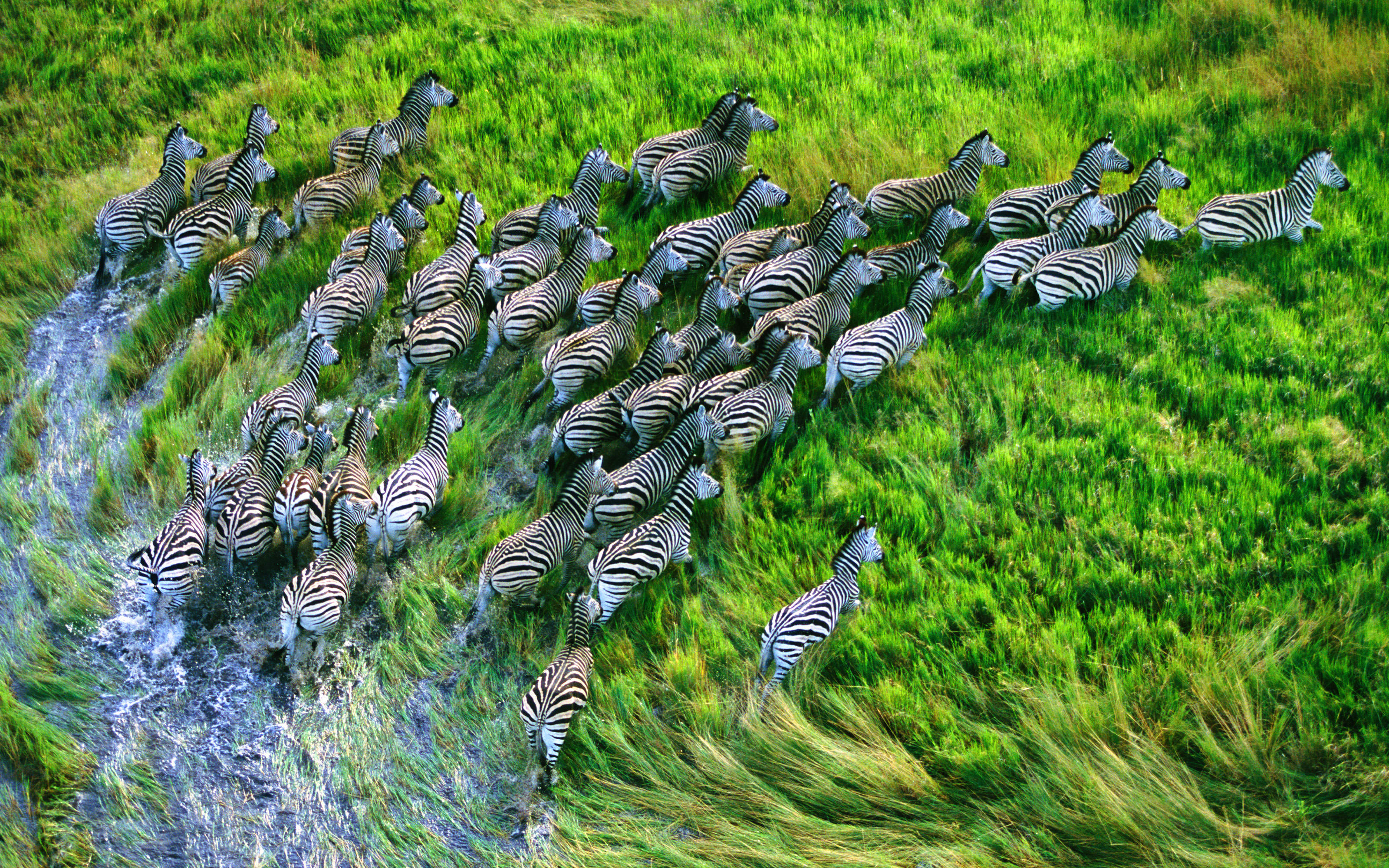 Zebra-MBP.jpg