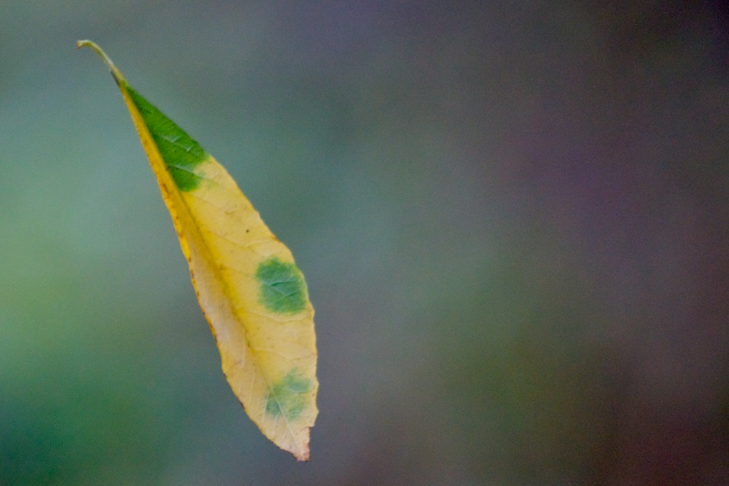 Leaf.jpg