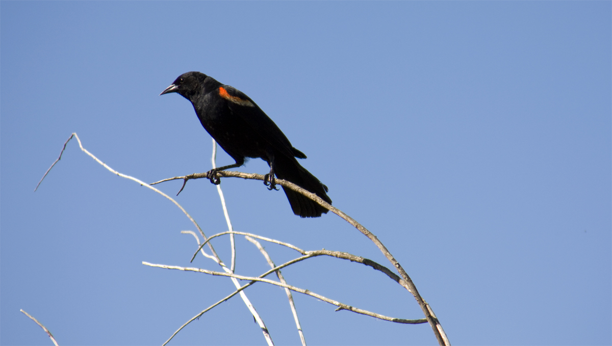 redwiingblackbird.jpg