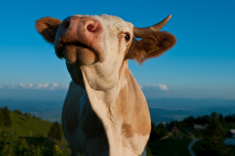 A_Proud_Cow.jpg