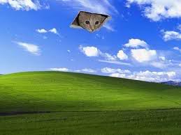 ceilingwindowcat.jpg