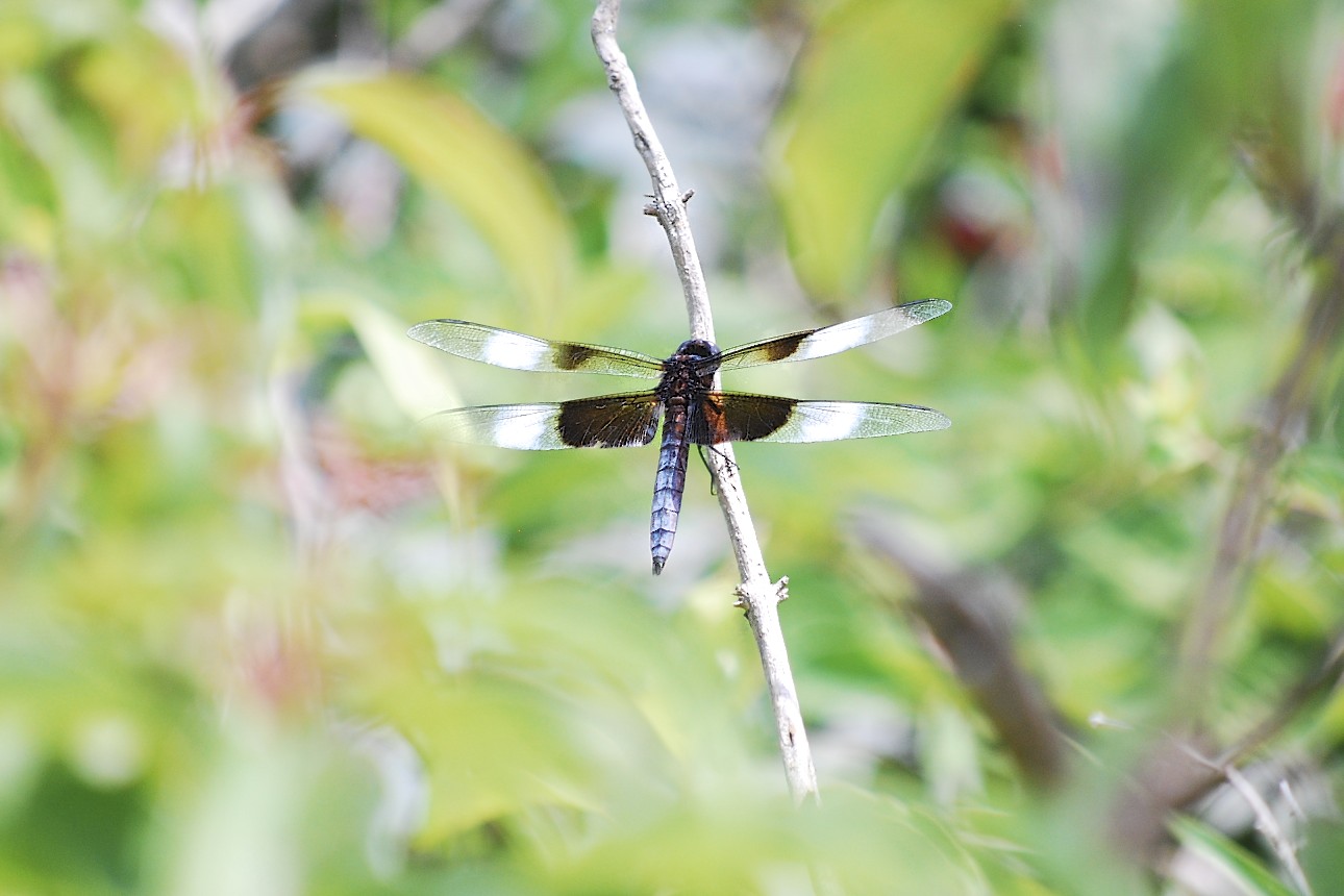 widowskimmer.jpg