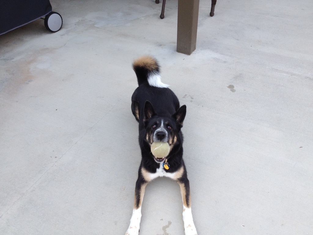 kona_plays_ball.jpg