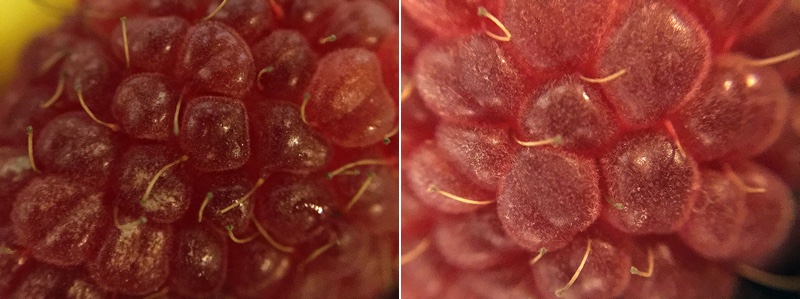 macroolloclip.jpg