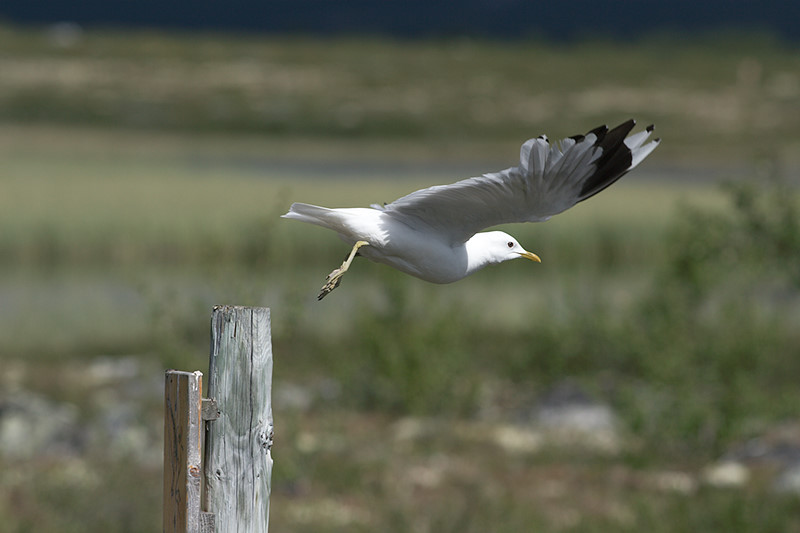 noorwegen0082.jpg