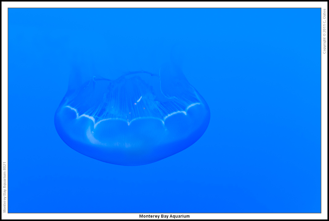 Monterey+Bay+Aquarium-8021.jpg