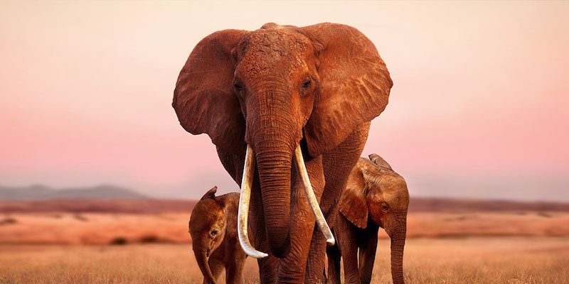 the-elephant-queen-800x400.jpeg