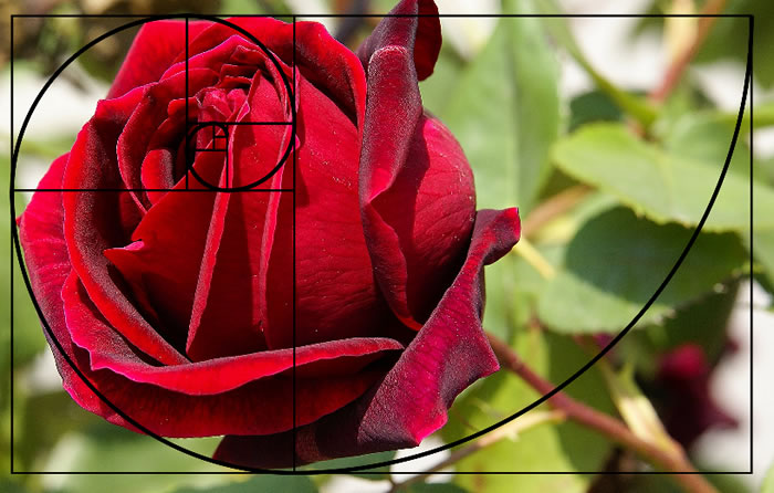 fibonacci-applied-photography-1.jpg