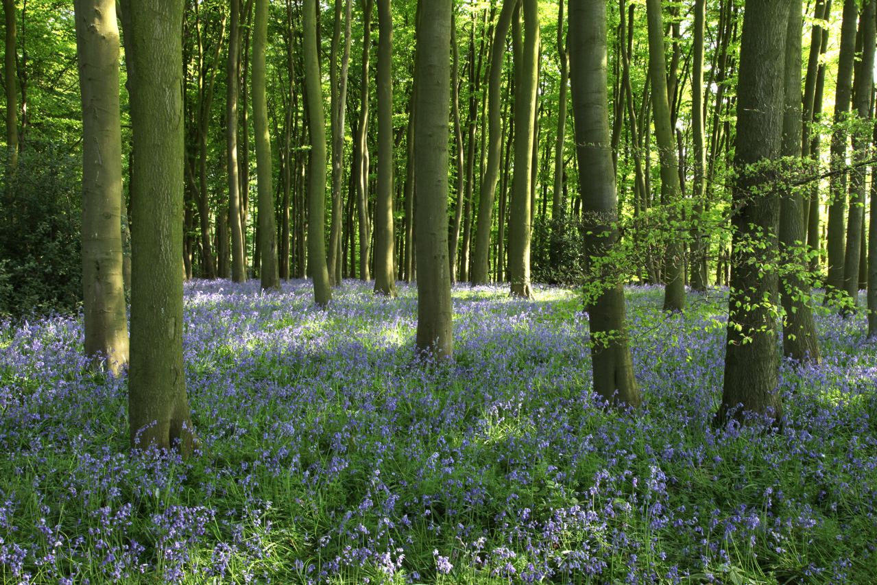 bluebellwood.jpg