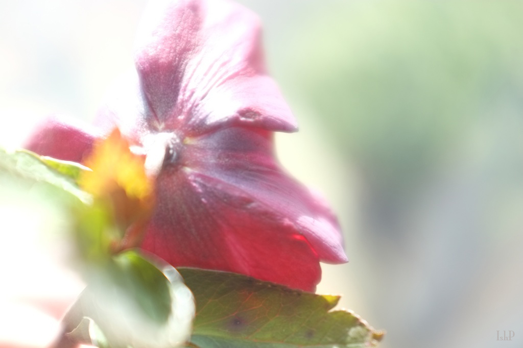 Hellebore2_zps41958840.jpg