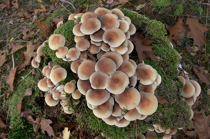herfst-0006.jpg