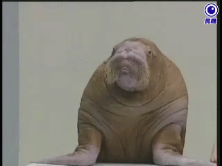 walrus.gif