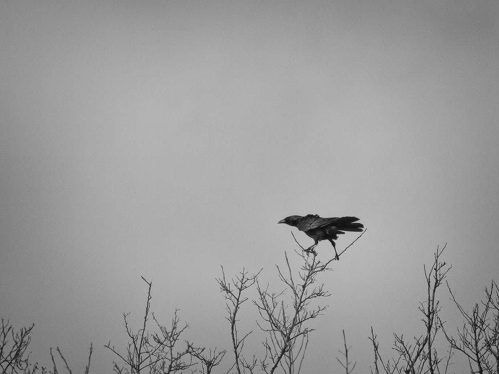 P1040134-XL.jpg