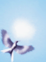 qy5y77.gif
