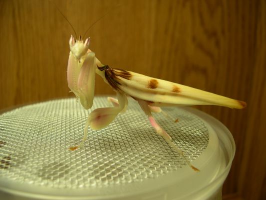 Hymenopus%20coronatus.JPG