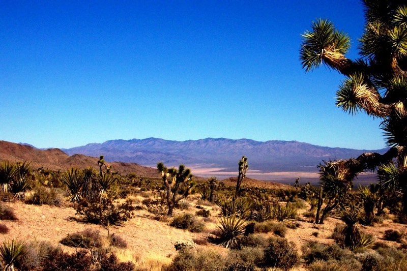 mojavedesert-800x533.jpg