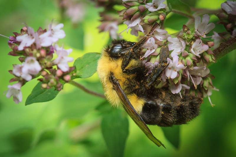 29_juillet_macro-6763-L.jpg