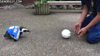 200w.gif