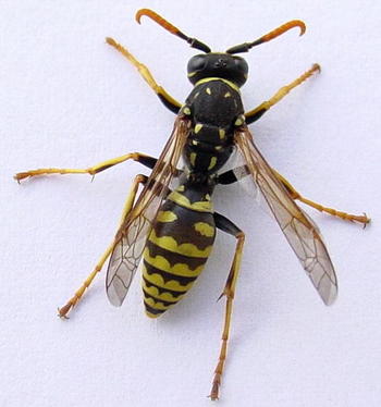 wasp.jpg