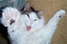 crazyasscat.jpg