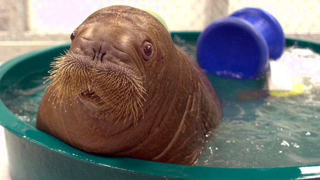 Walrus%20NY%20Aquarium%202.jpg