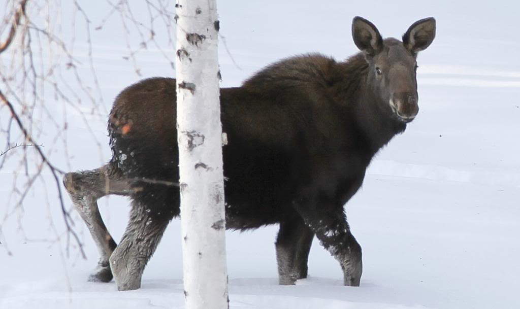 Moose0013.jpg