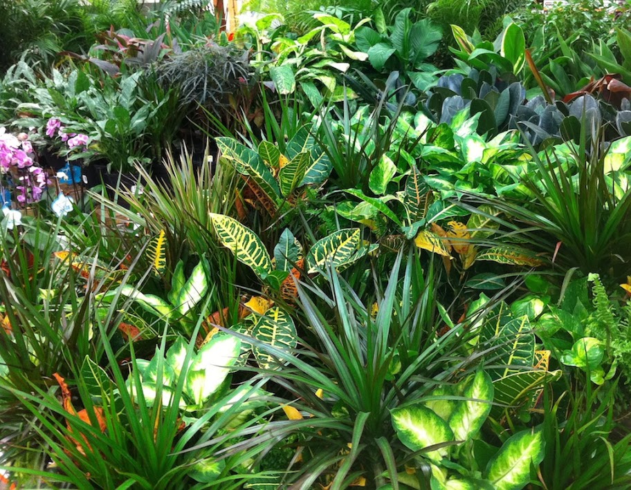 plantssmall1.jpg