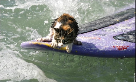 cat3.jpg
