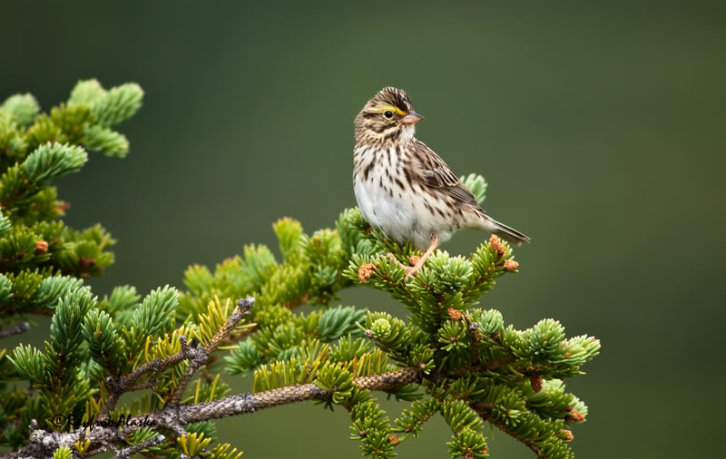 Bird_2446b.jpg