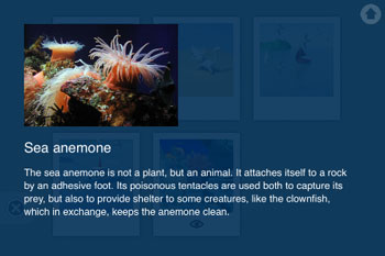 scott_anemone_en.jpg
